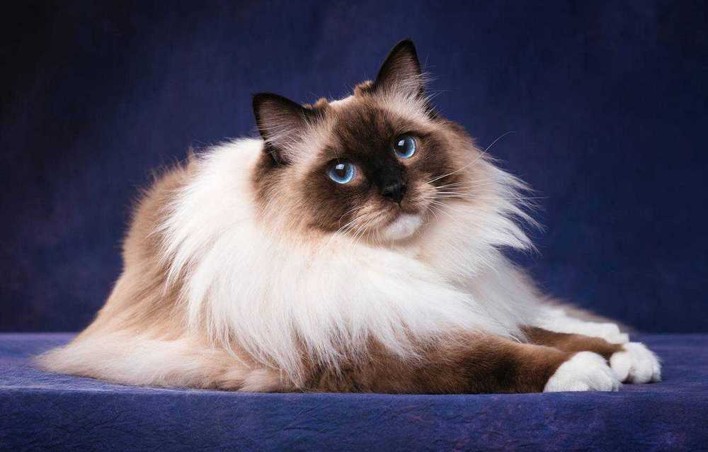 Gata de raza birmana
