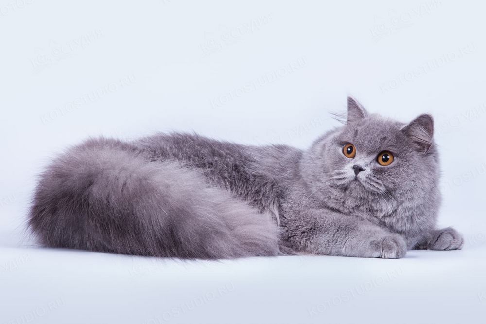 Gato de raza británica de pelo largo