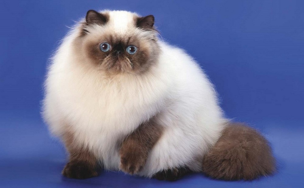 Gato de raza himalaya