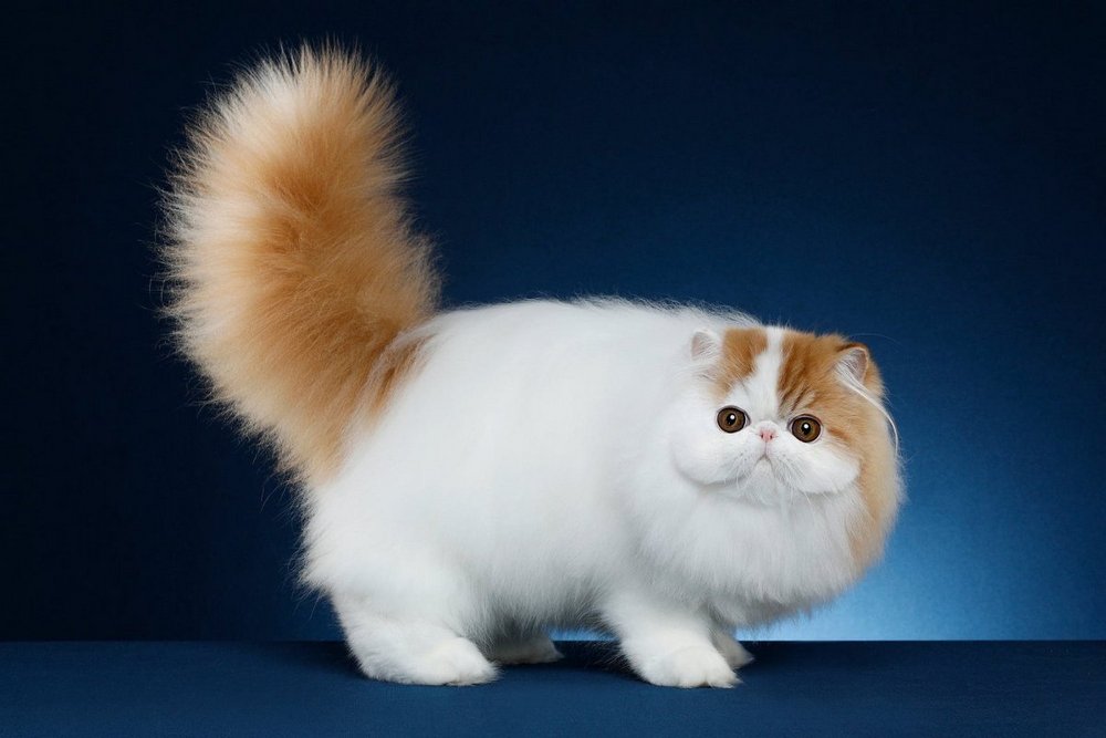 Gato de raza munchkin