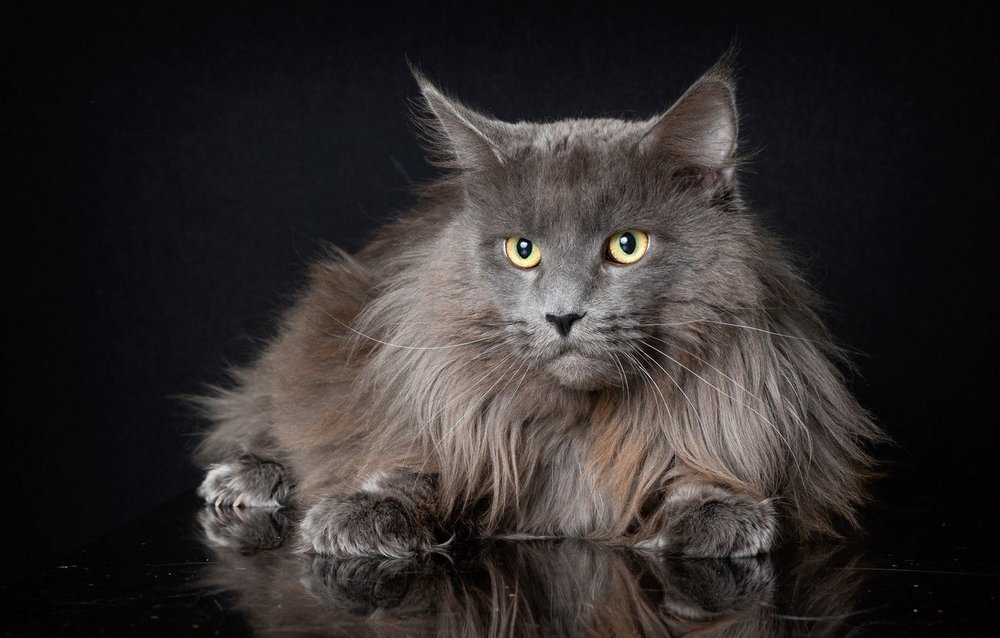 Gato de raza Nibelung
