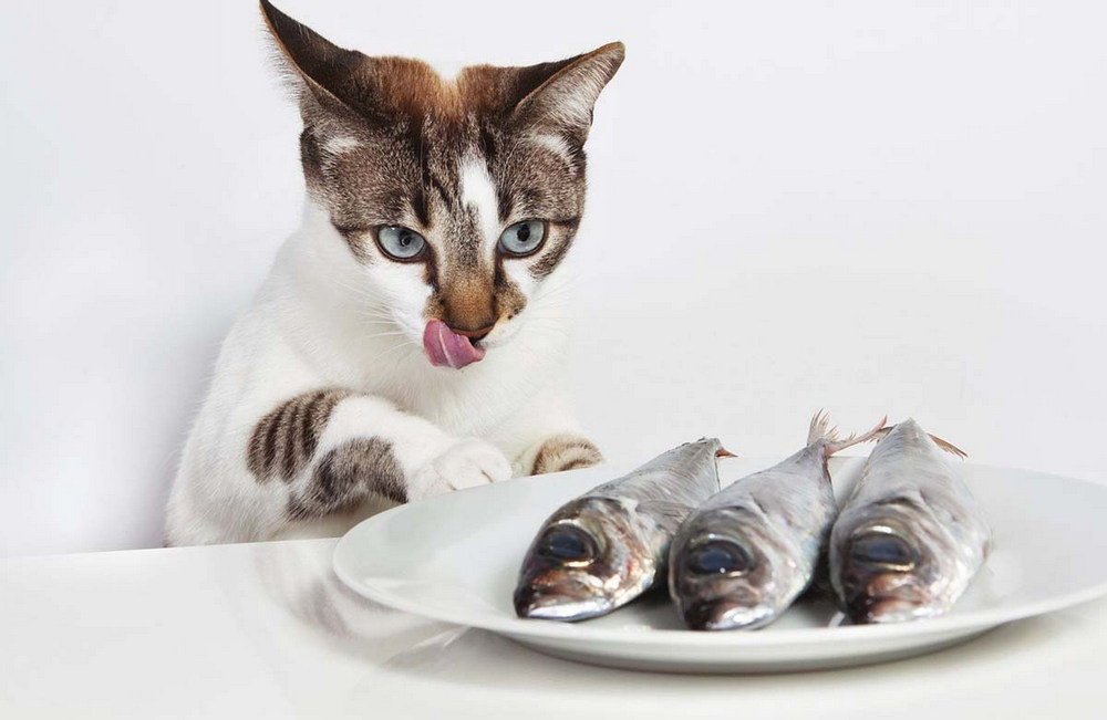 Pescado en el plato y gato