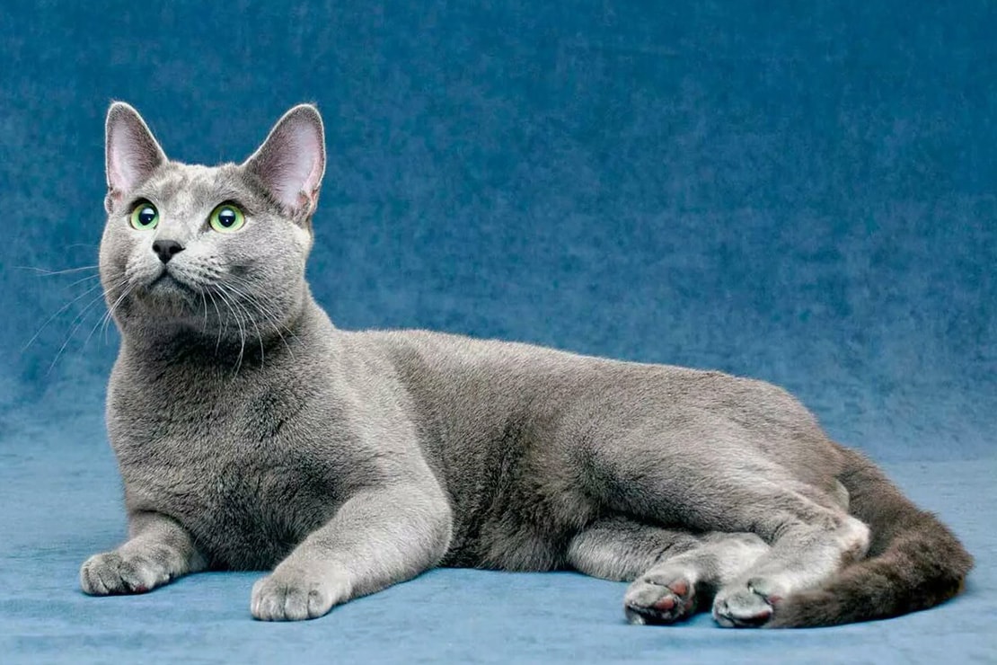 Gato Azul Ruso