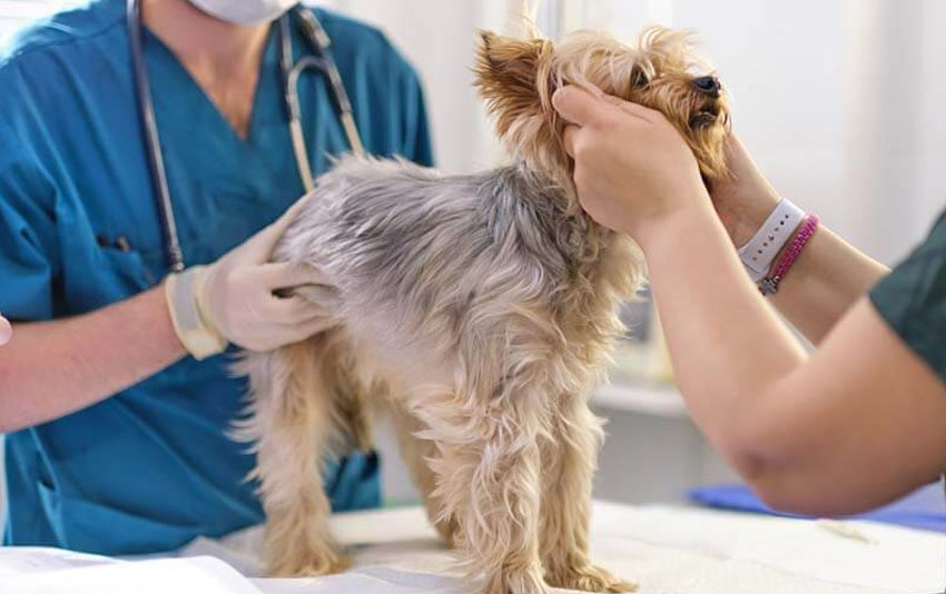 Diagnose von Krankheiten, die bei Hunden Erbrechen auslösen