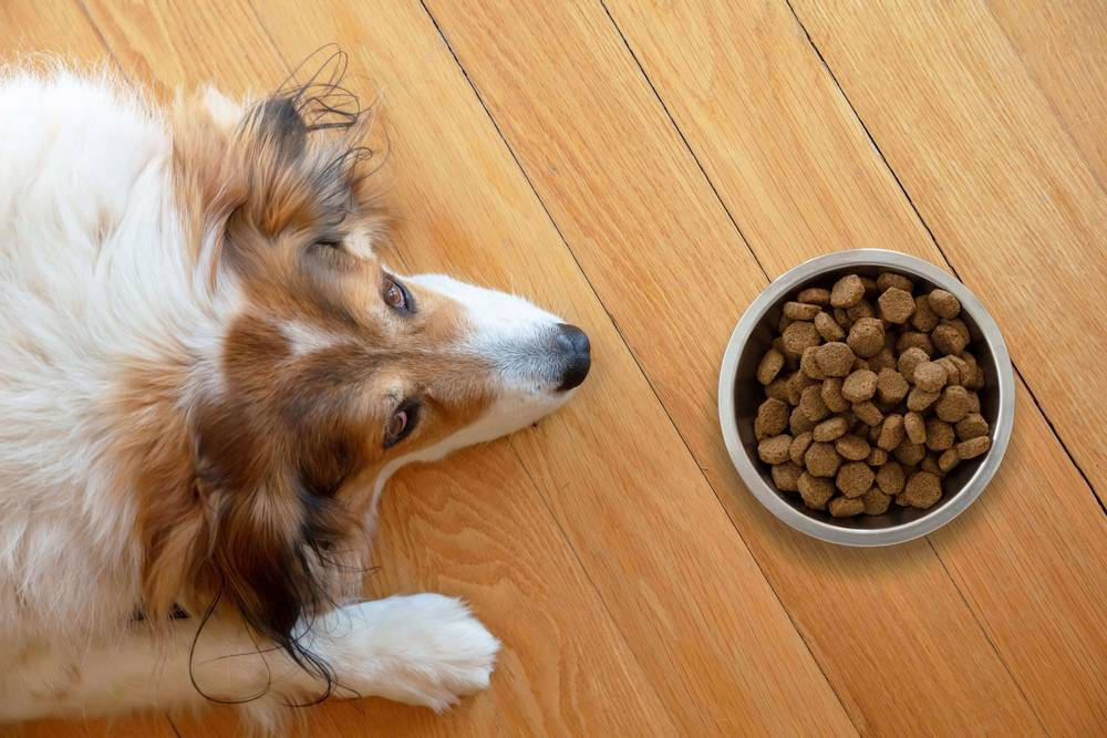 Erbrechen von unverdauter Nahrung beim Hund - Ursachen