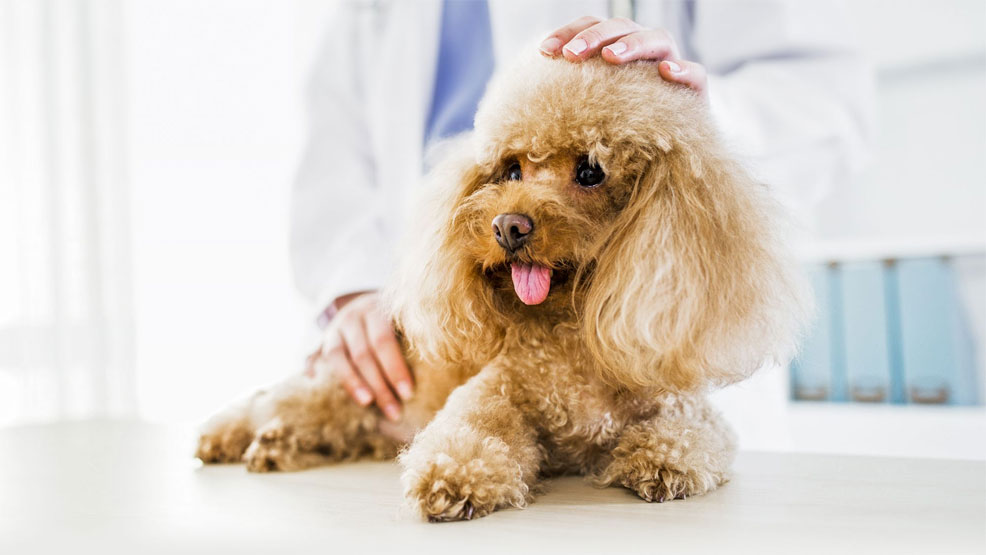 Gefährliches und ungefährliches Erbrechen beim Hund – wie unterscheidet man?