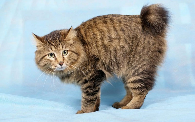 Bobtail de Kuril