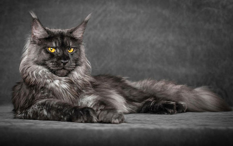 Maine Coon: razas raras de gatos