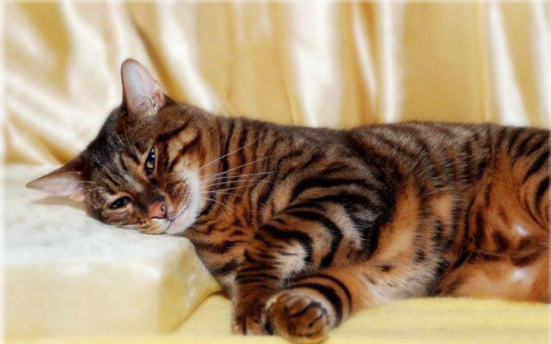 Toyger - razas raras de gatos
