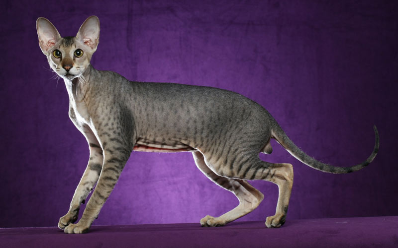 Peterbald - razas raras de gatos
