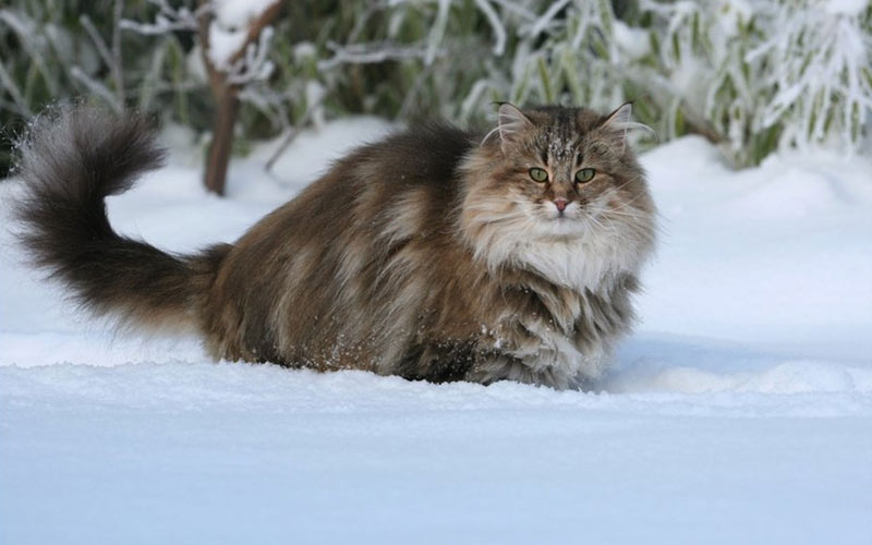 Gato del Bosque de Noruega - razas raras de gatos