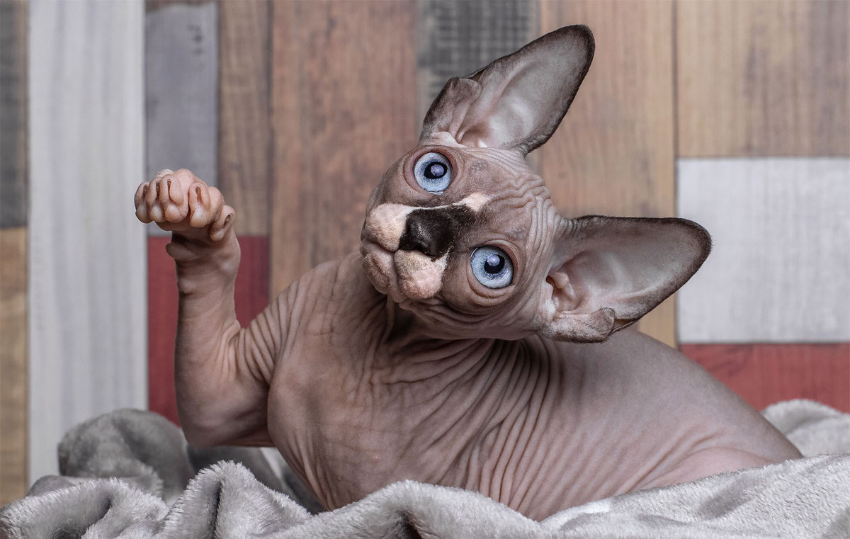 Sphynx canadiense