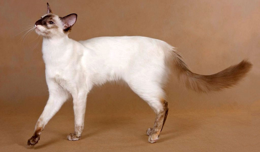 Gato balinés