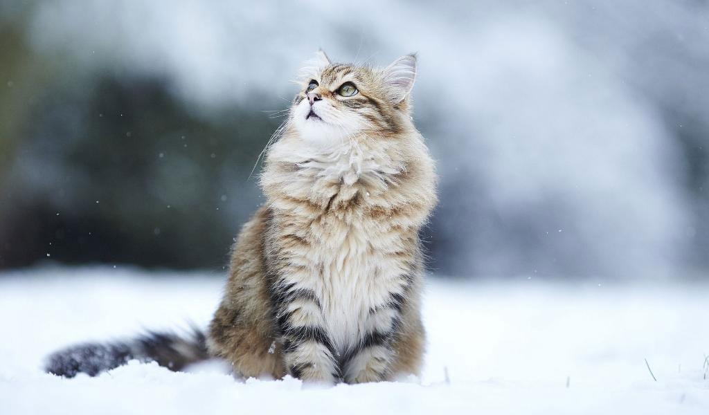 Siberiano
