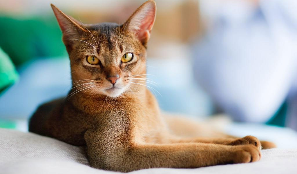 Gato abisinio