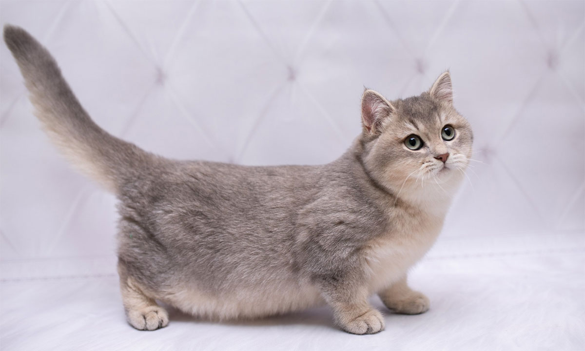 Munchkin