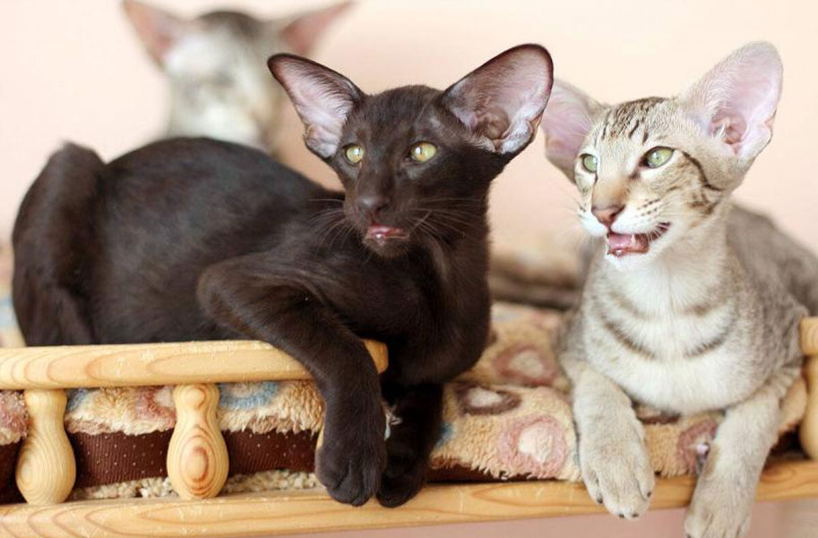 Oriental