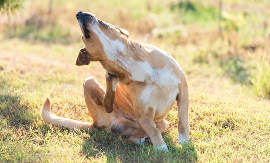 Síntomas de la sarna sarcóptica en perros