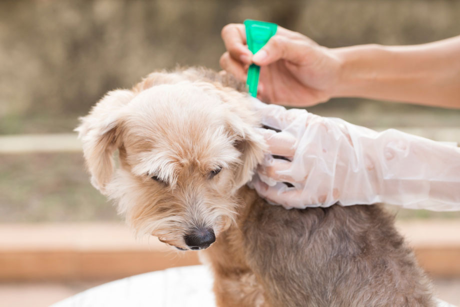 Prevención de la sarcoptosis en perros