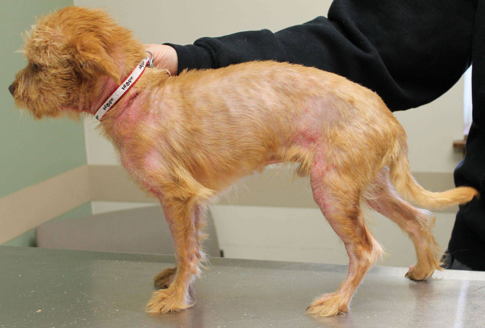 Tratamiento de la sarcoptosis en perros