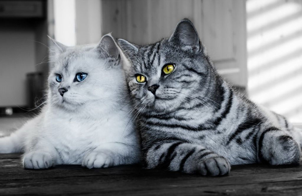 Gatos grises: razas y características del color