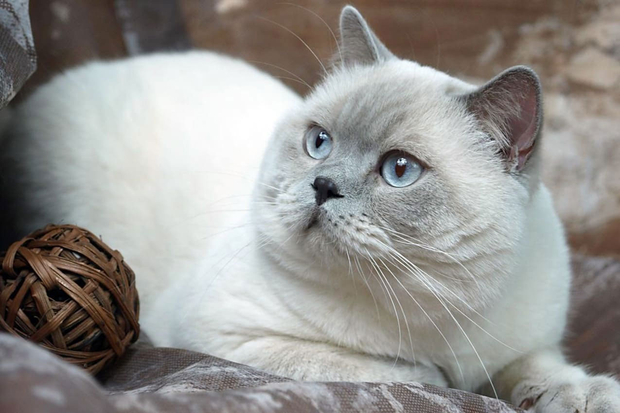 Gato plateado con ojos azules