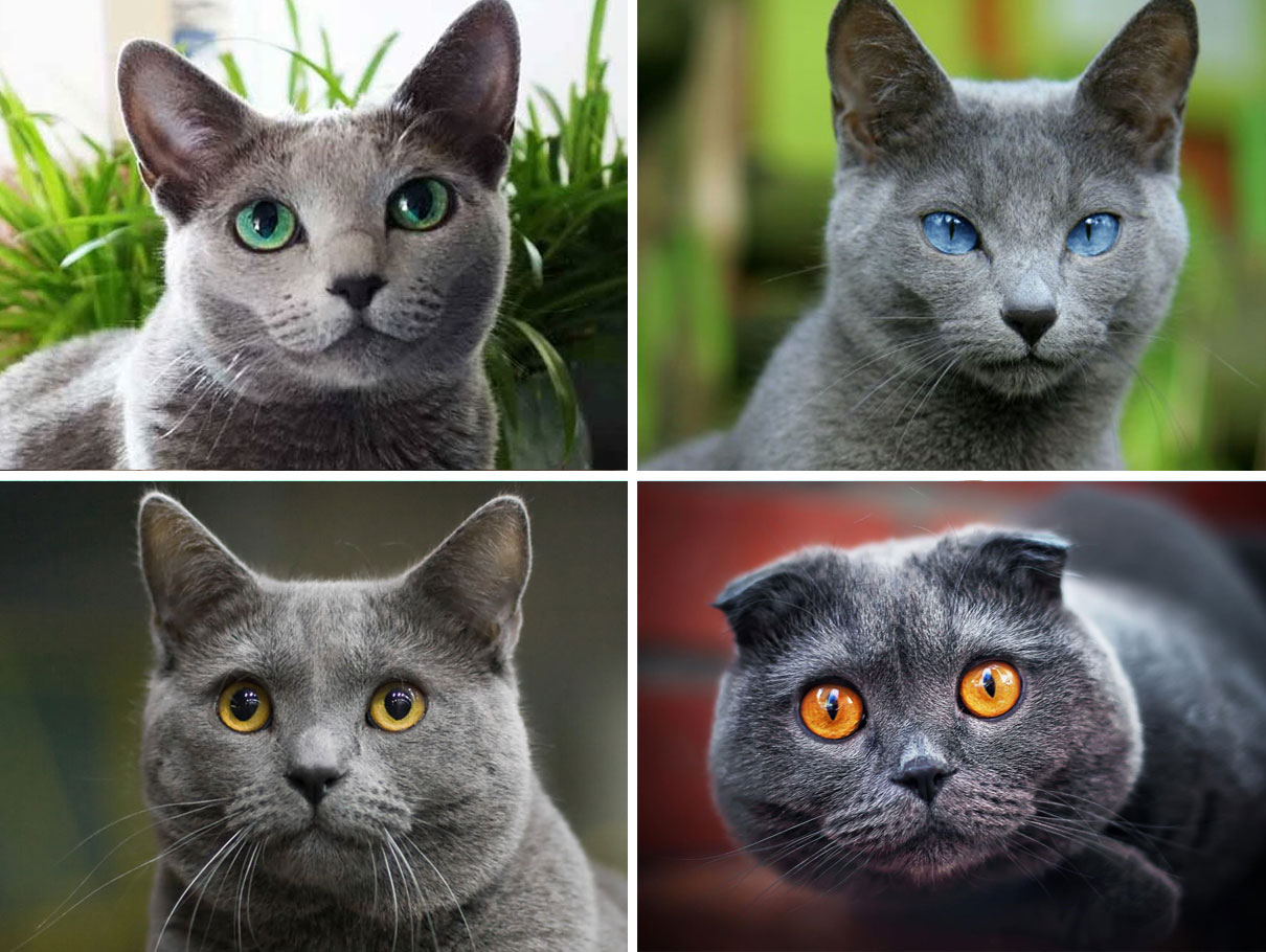 Color de ojos en los gatos grises