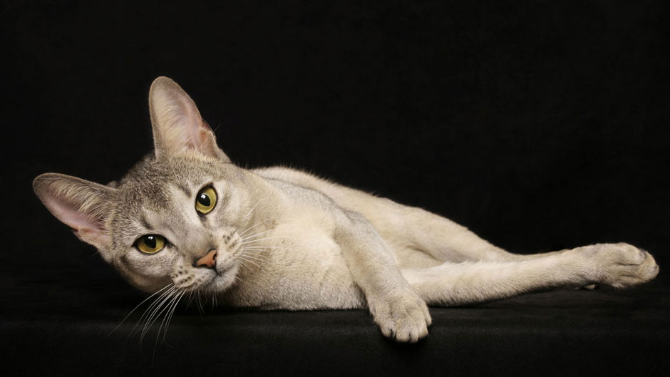 Gato abisinio azul