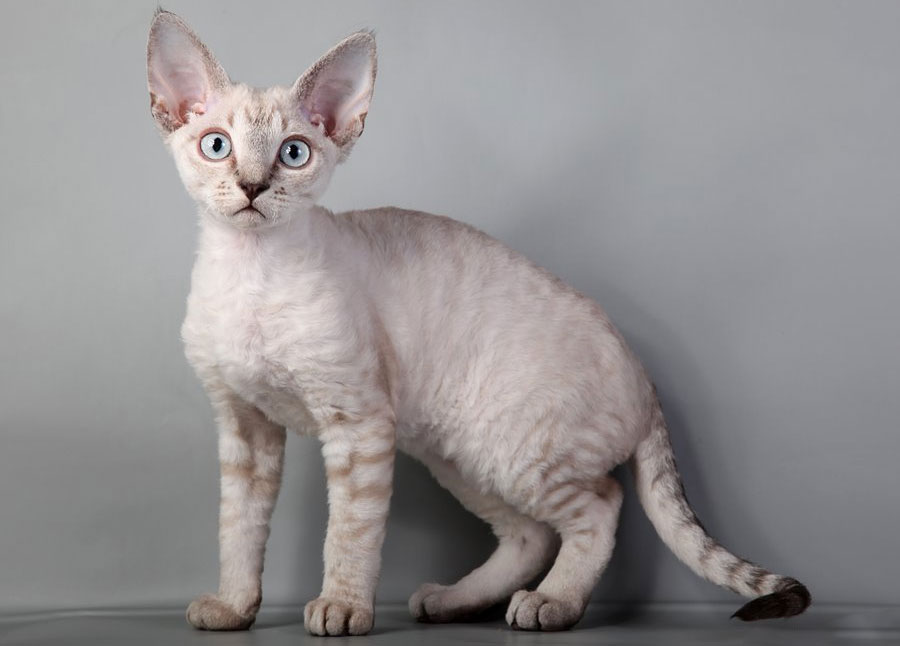 Devon Rex gris