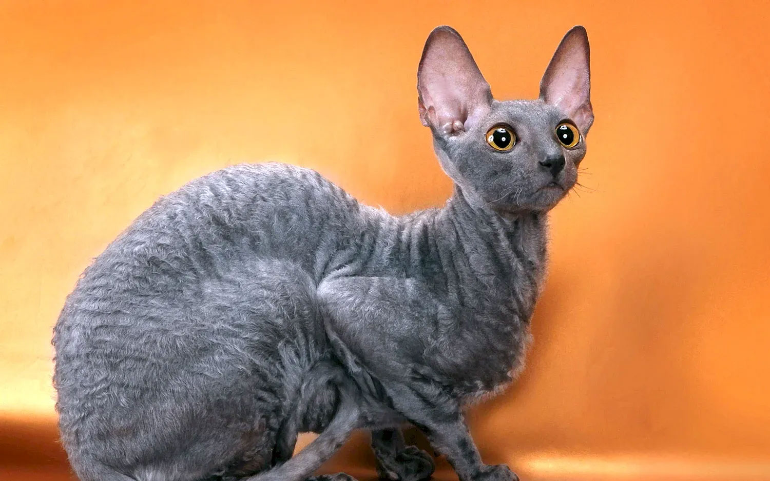 Cornish Rex azul
