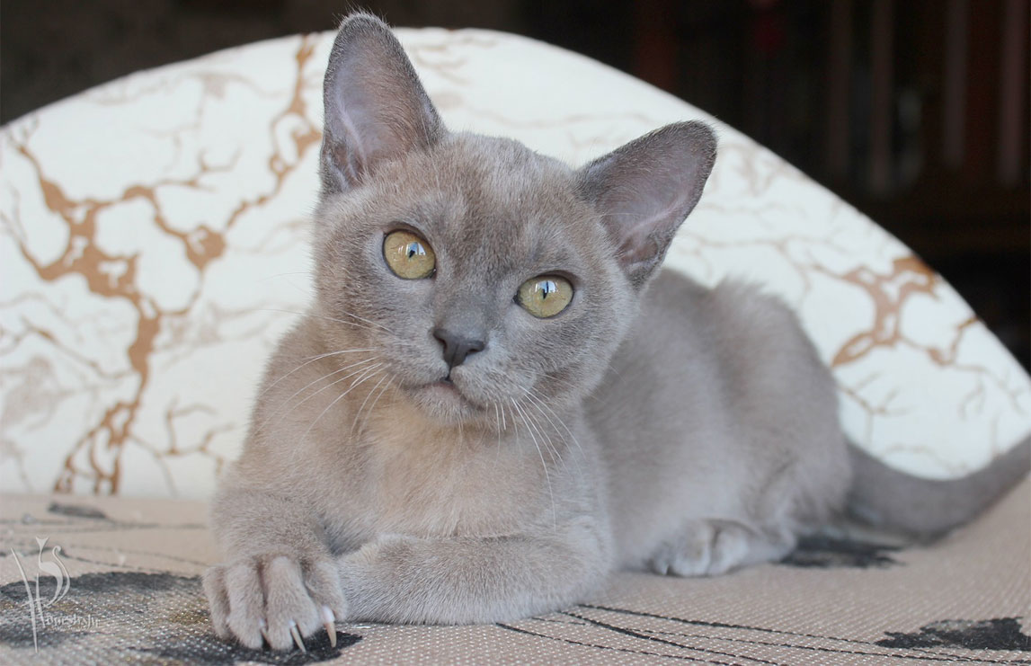 Gato burmés