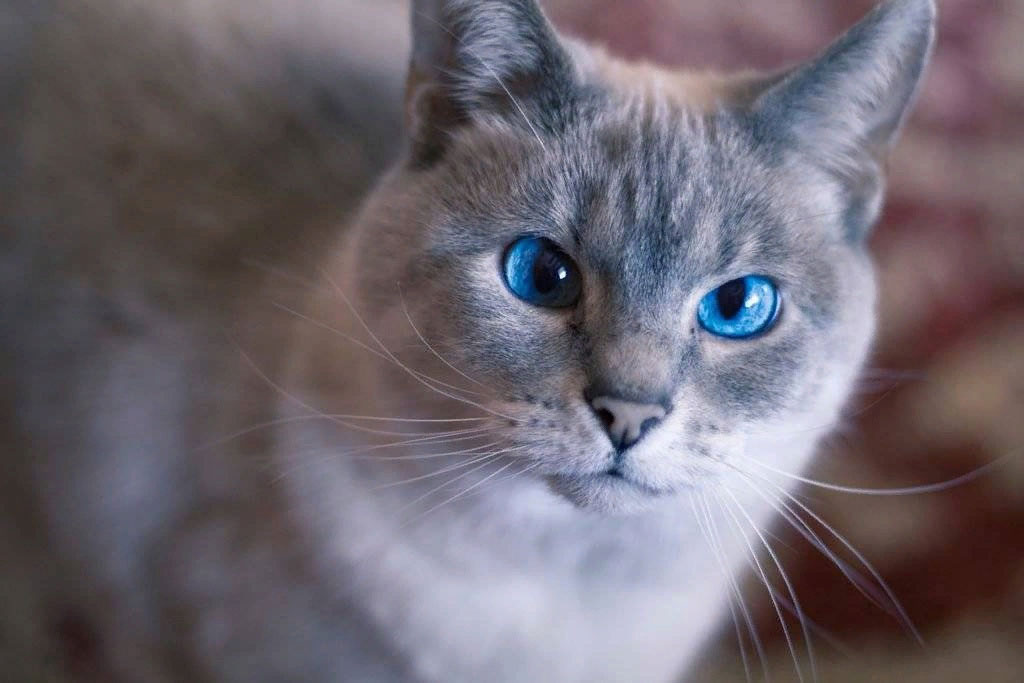 Ojos Azules