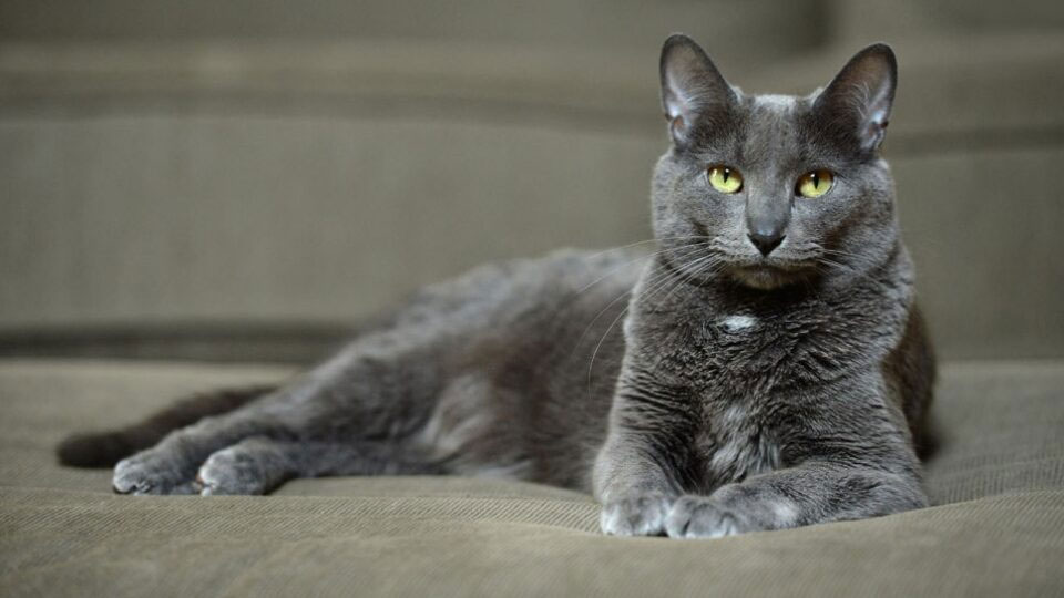 Korat - gato gris