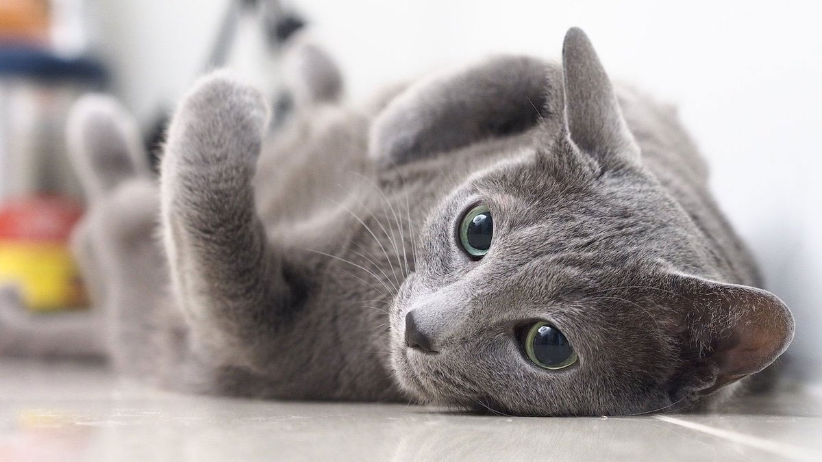 Gato azul ruso