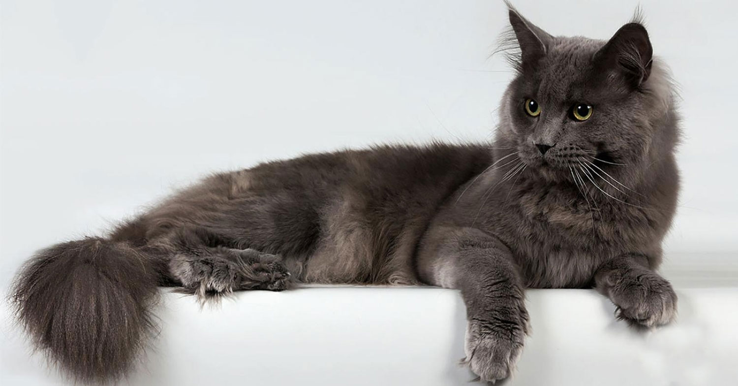 Nebelung - raza de gato gris