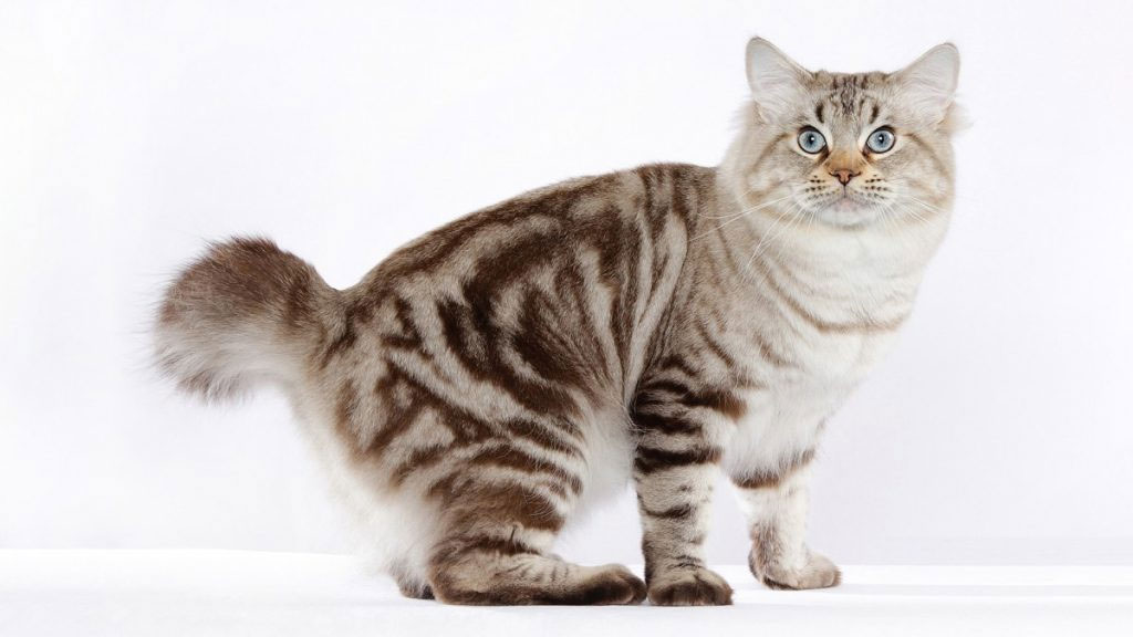American Bobtail gris