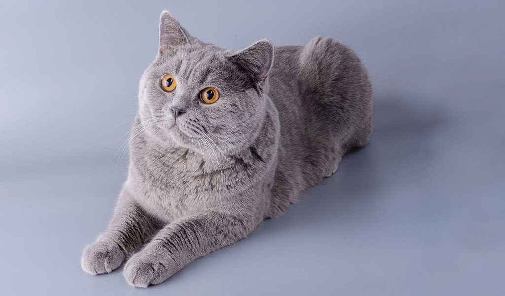 Chartreux - raza de gato gris