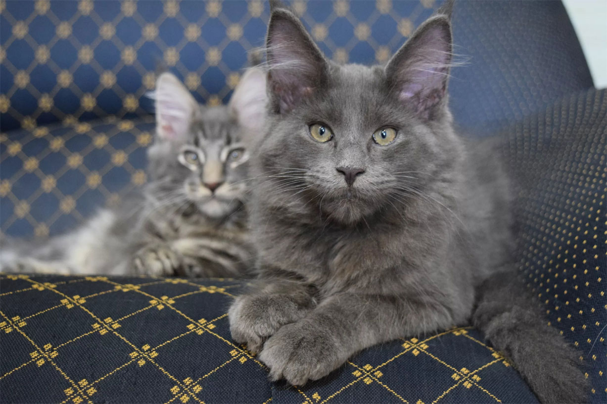 Maine Coon de color azul