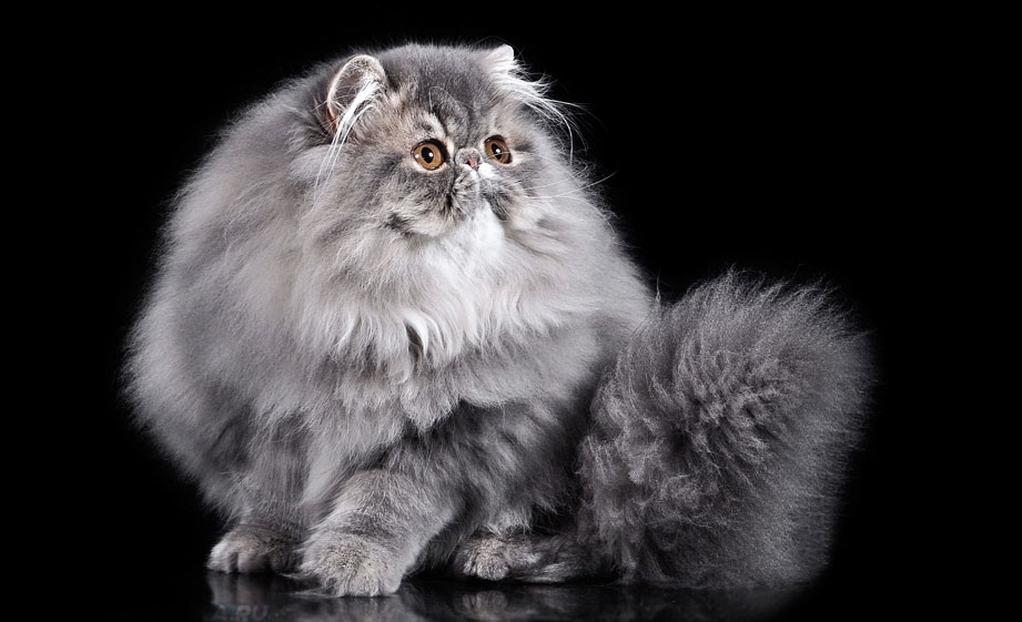 Gato persa de color gris