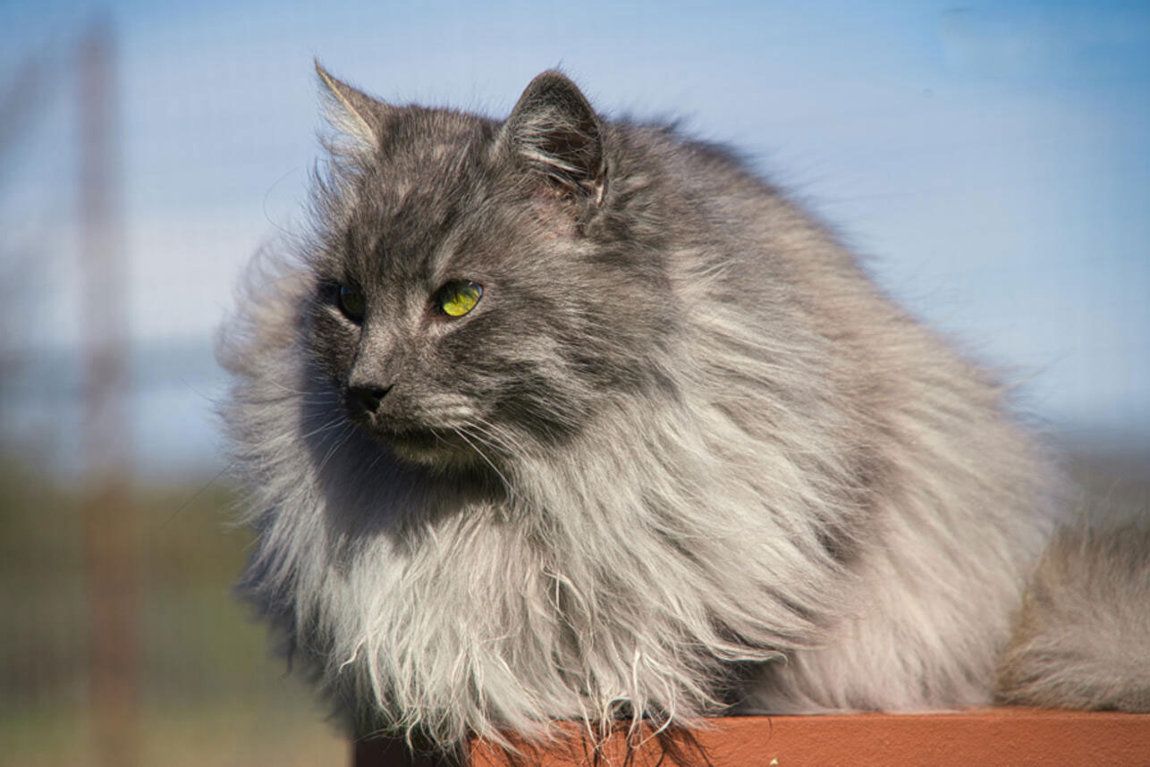 Angora Turco