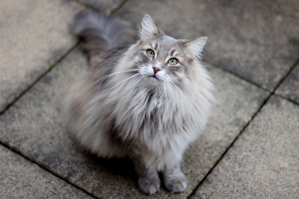 Gato siberiano de color gris