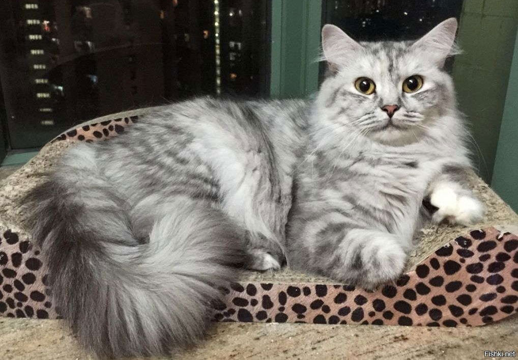 Ragamuffin