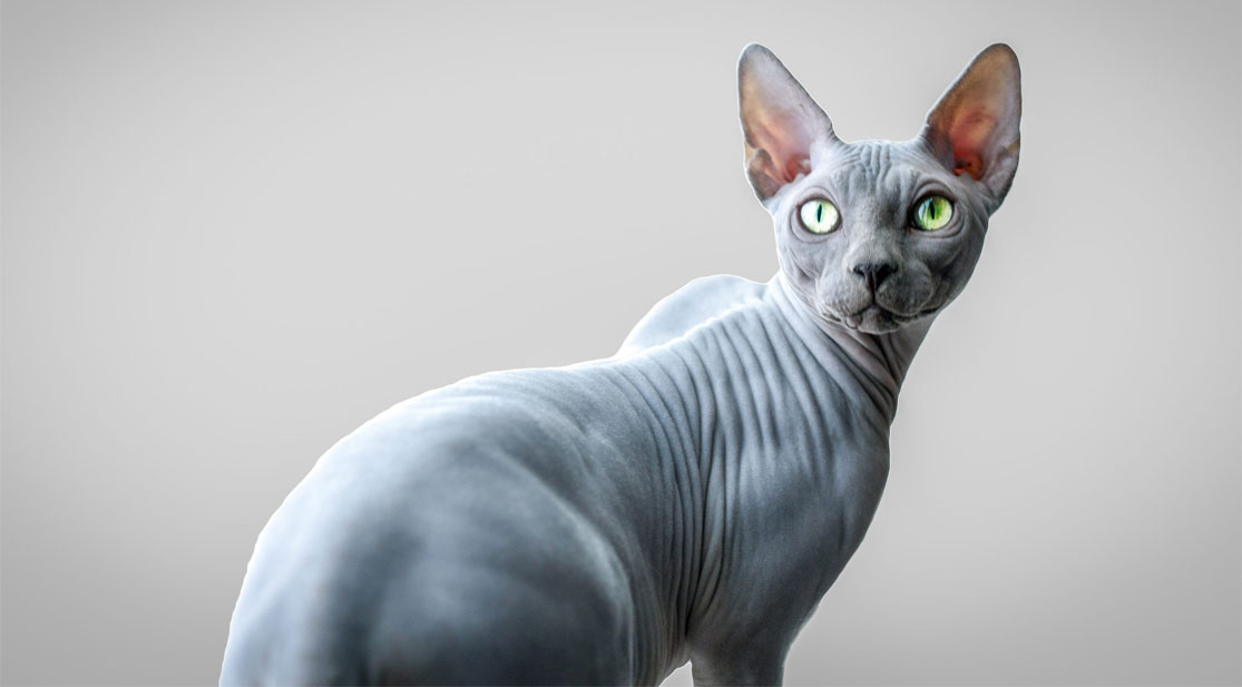 Sphynx de color gris