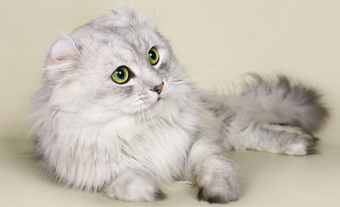 American Curl gris