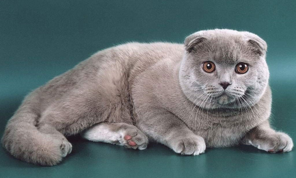 Scottish Fold azul