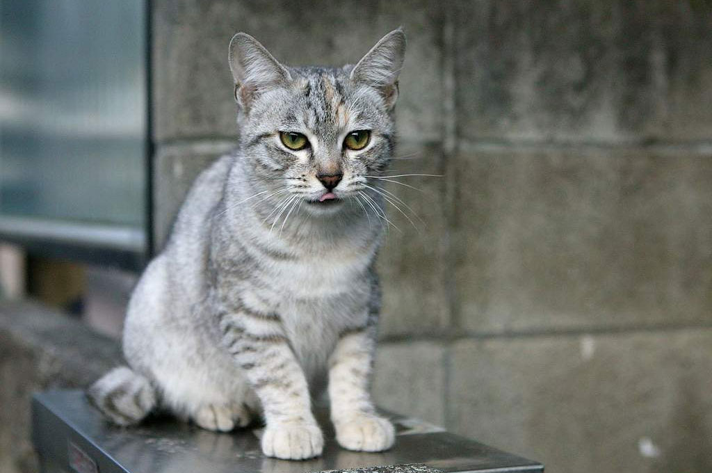 Australian Mist