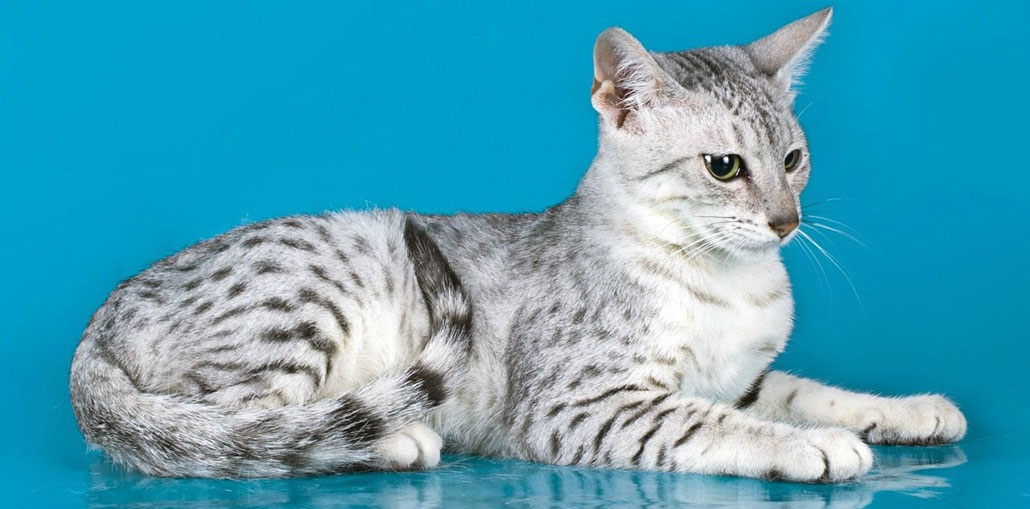 Mau egipcio