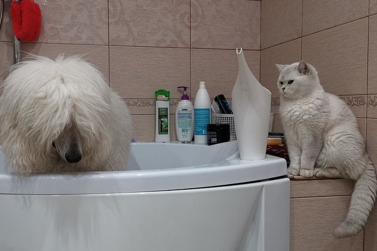 Bañar a un perro blanco