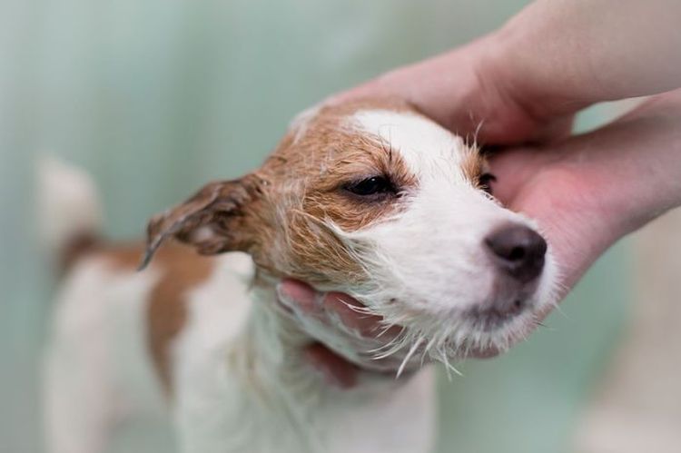 Baño del perro