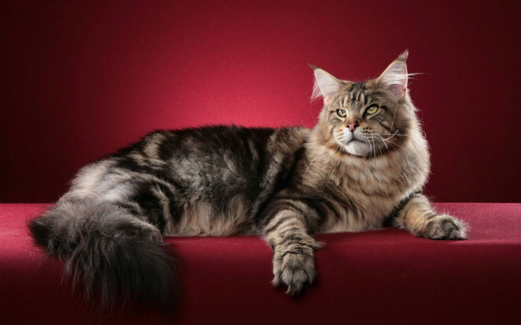 ¿De qué depende la duración de la vida del Maine Coon?